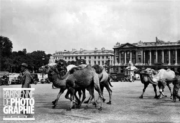 CamelsPlacedelaConcorde